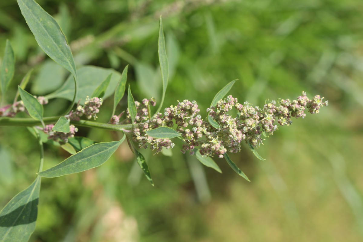 Chenopodiastrum murale (L.) S.Fuentes, Uotila & Borsch